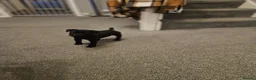 Patterdale Terrier dogs for sale: Romie in Southampton - Advert 2