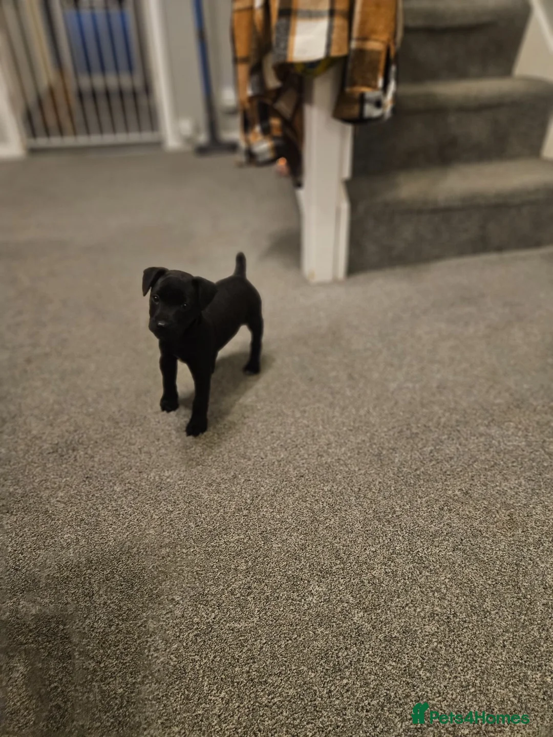 Patterdale Terrier dogs for sale: Romie in Southampton - Advert 2
