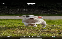 Braque du Bourbonnais dogs for sale: Braque du Bourbonnais Puppies - Image 6