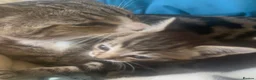 Mixed Breed cats for sale: Half Bengal cat in Colchester - Advert 5