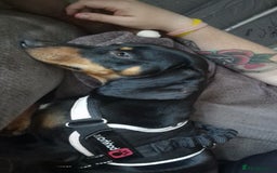 Dachshund dogs for sale: Rolo AJ  - Image 2