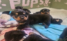 Rottweiler dogs for sale: 12 beautiful puppies  - Image 16