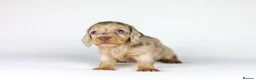 Miniature Dachshund dogs for sale: Miniature dachshund beautiful litter - Advert 32