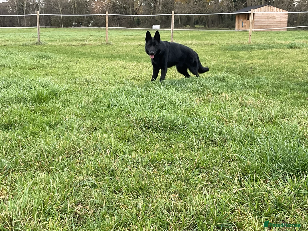 German Shepherd dogs for sale: Outstanding All Black Male  - Advert 16