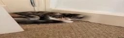 Mixed Breed cats for sale: Free beautiful cat in Colchester - Advert 8