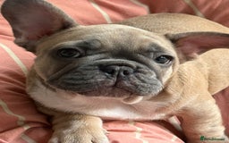 French Bulldog dogs for sale: French bulldogs puppies - Image 10