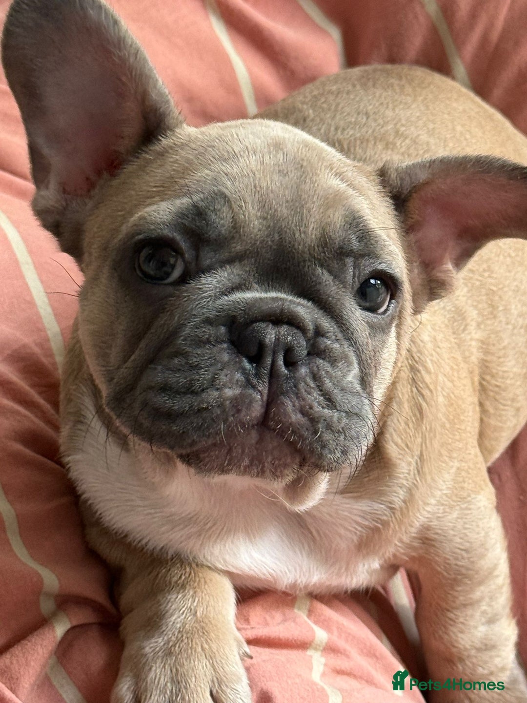 French Bulldog dogs for sale: French bulldogs puppies - Image 10