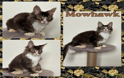 Maine Coon cats for sale: Large Male Quad Polydactyl Maine Coon - Image 1