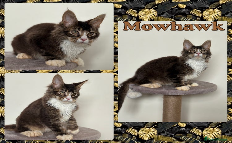 Maine Coon cats - Advert 3