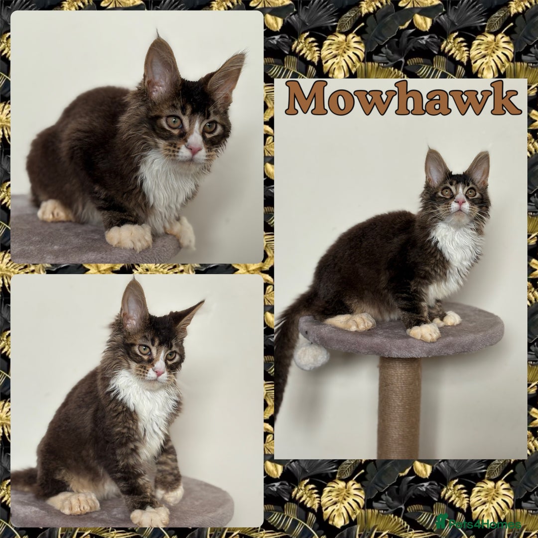 Maine Coon cats for sale: Large Male Quad Polydactyl Maine Coon - Image 1