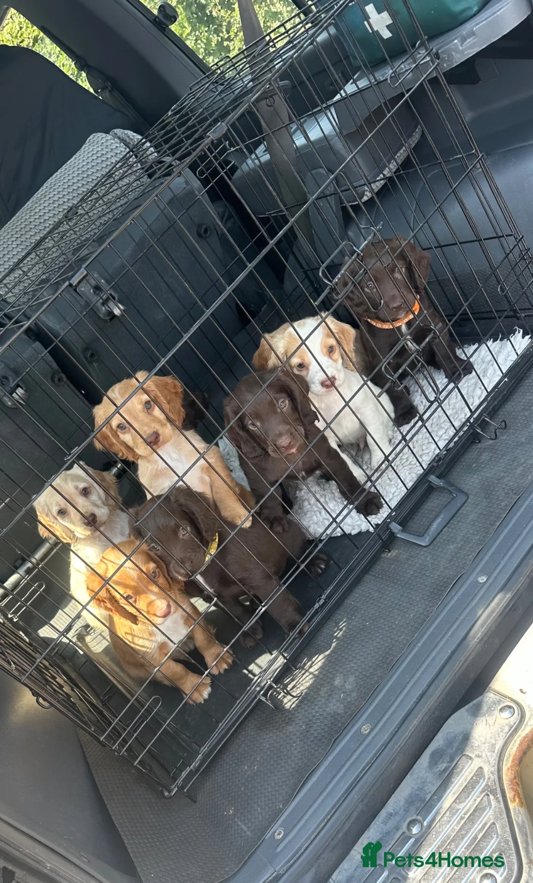 Sprocker dogs for sale: working sprocker spaniel puppies 2 left  - Advert 1