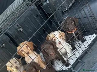 Sprocker dogs working sprocker spaniel puppies - Advert 3