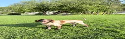 Cocker Spaniel dogs for stud: Working cocker spaniel  - Advert 2