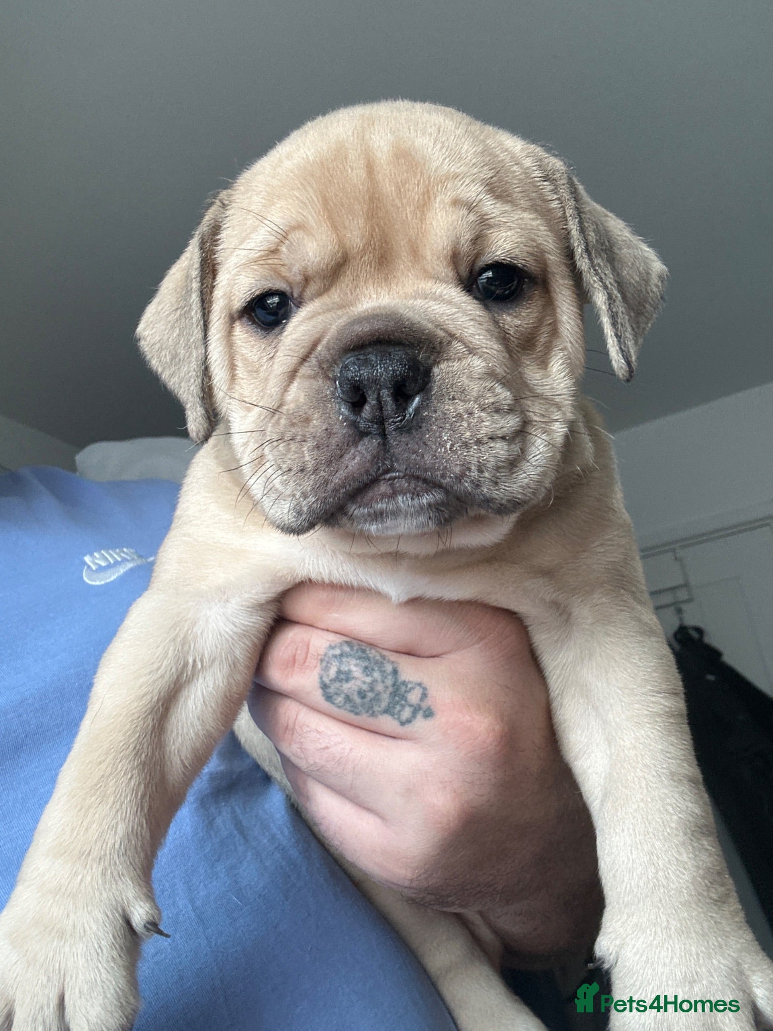 Olde English Bulldogge dogs Only two boys remaining 5star pups  ⭐️⭐️⭐️⭐️ - Advert 1