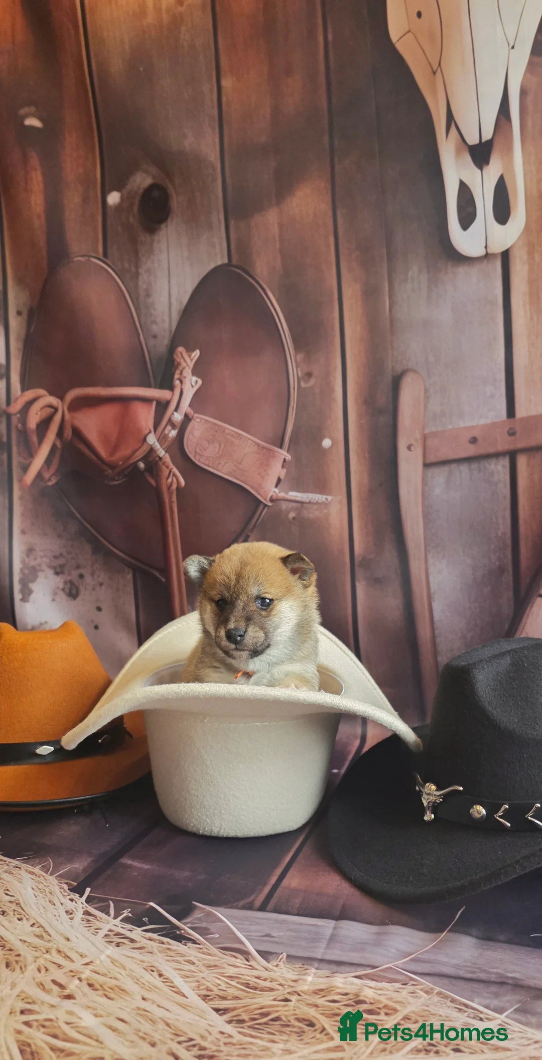 Japanese Shiba Inu dogs for sale: Outstanding Japanese Shiba Inu - Advert 18