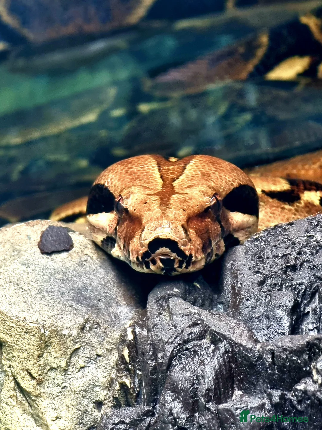 Boa Snake reptiles for sale: Boa constrictor - Advert 2