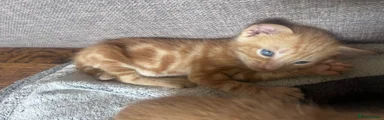 Mixed Breed 3