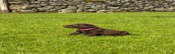 Labrador Retriever dogs for sale: Chocolate Labradors  - Advert 34