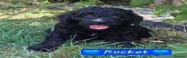 Rocket 