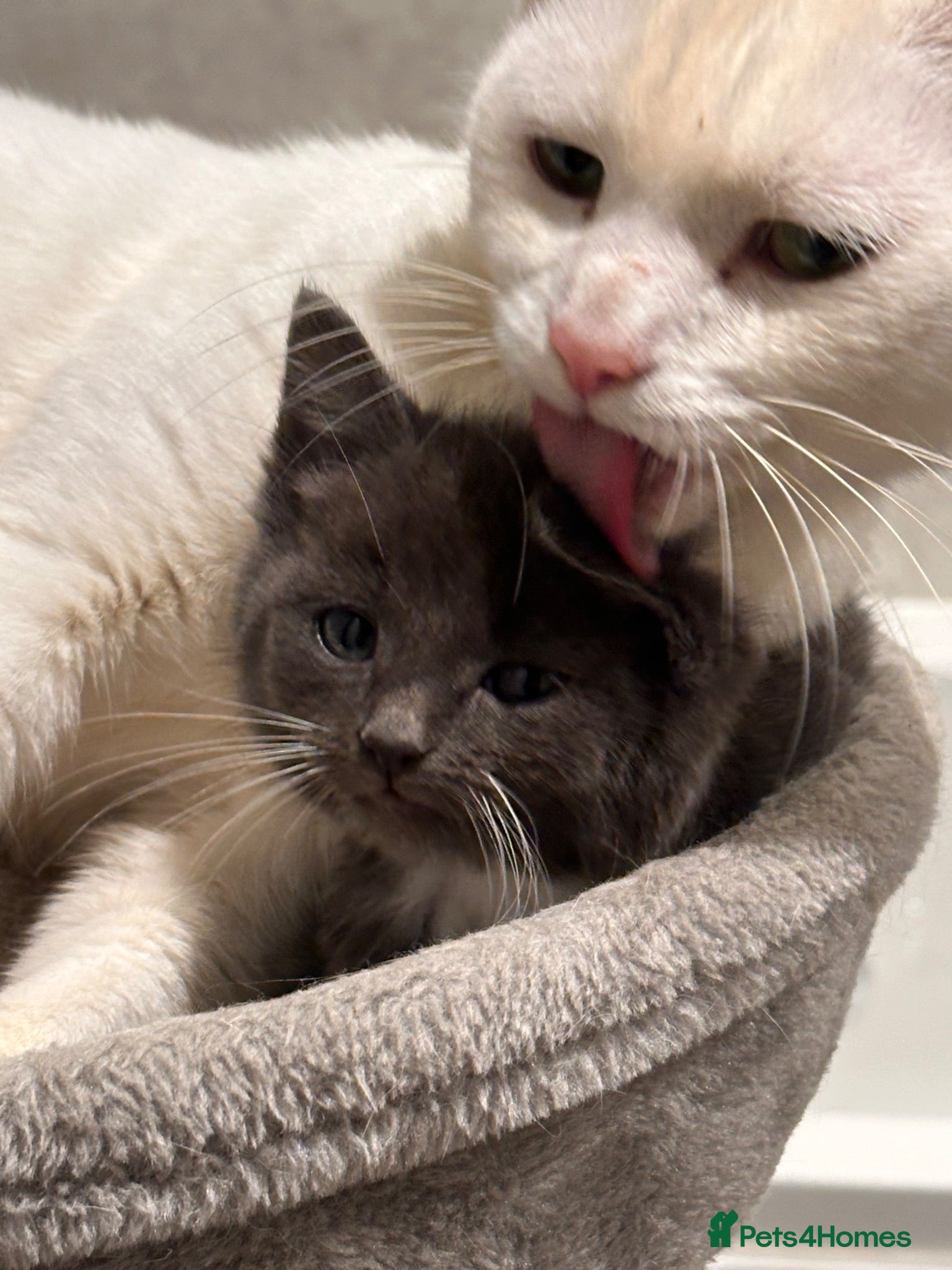 Mixed Breed cats Chaotic litter - Advert 2