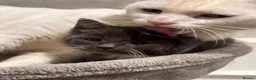Mixed Breed cats for sale: Chaotic litter - Advert 2
