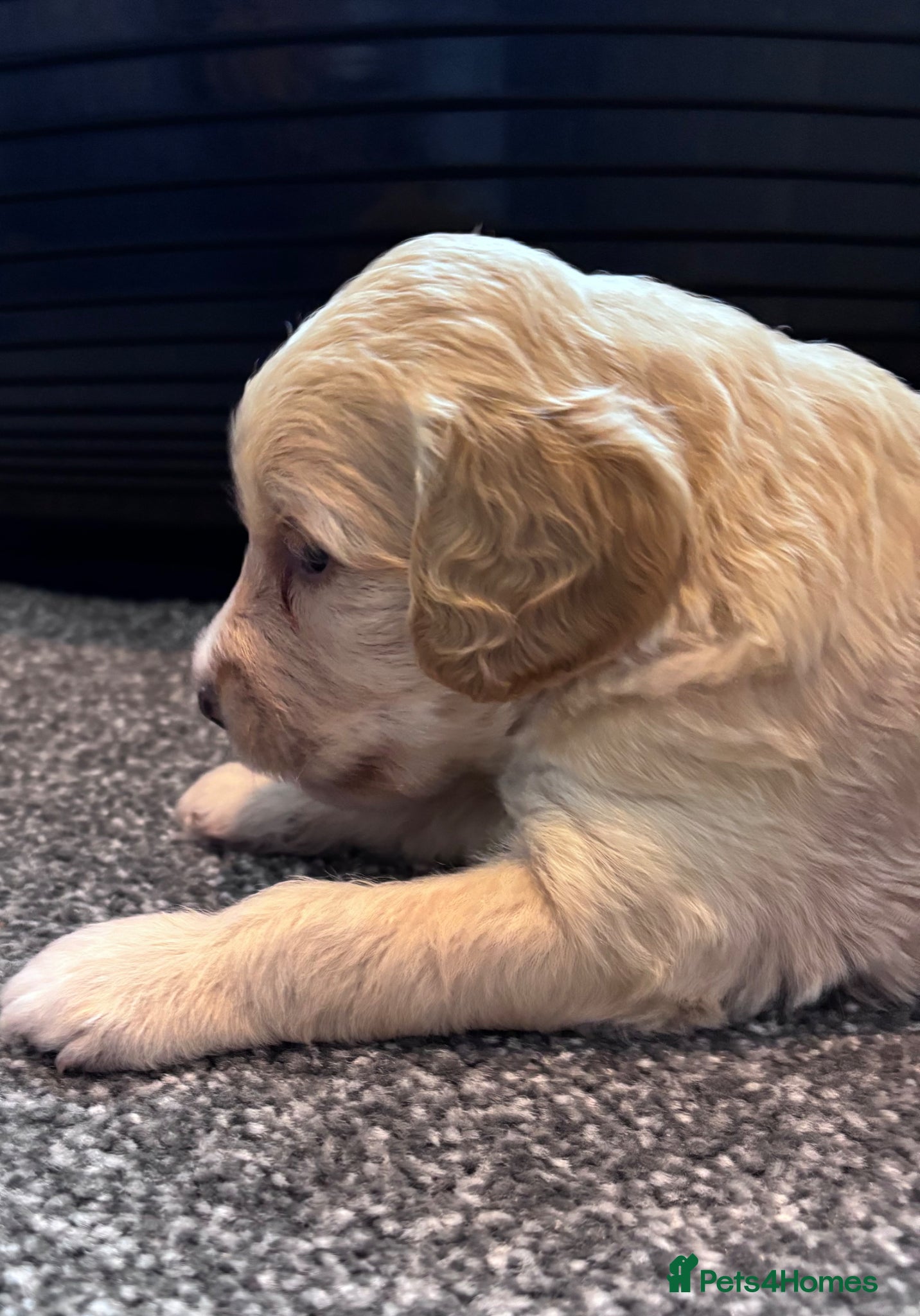Cockapoo dogs for sale: Cockerpoo F1b puppies  in Hailsham - Advert 19