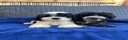 Cavapoo dogs for sale: Multigenerational Australian labradoodle cavapoo  - Advert 5