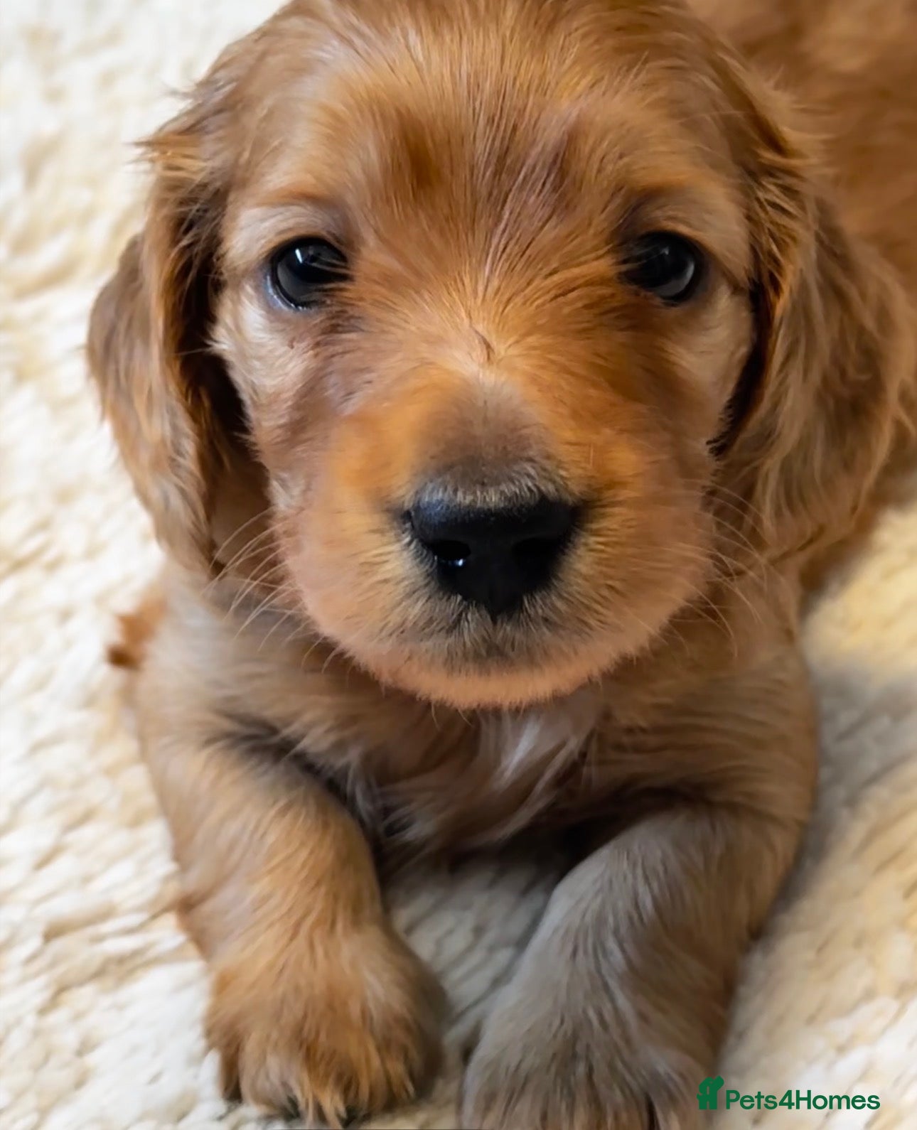 Miniature Dachshund dogs Gorgeous long haired miniature dachshund  - Advert 7