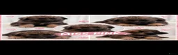 German Shepherd dogs for sale: Stunning German Shepherds by Shawhead Shepherds - Advert 18