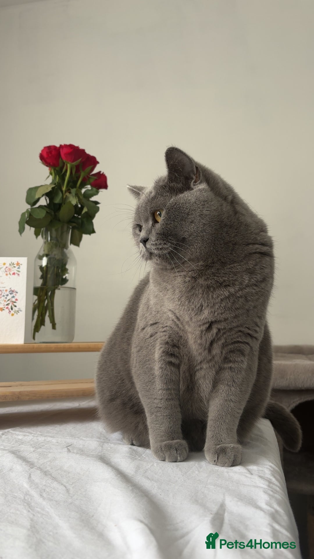 British Shorthair cats for sale: Female British shorthair cat  - Advert 6