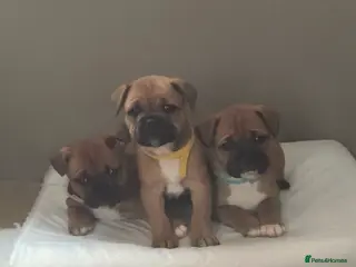 Mixed Breed dogs Beautiful Frenchie x Staffy Puppies – Chunky Pups in Burry Port - Advert 4