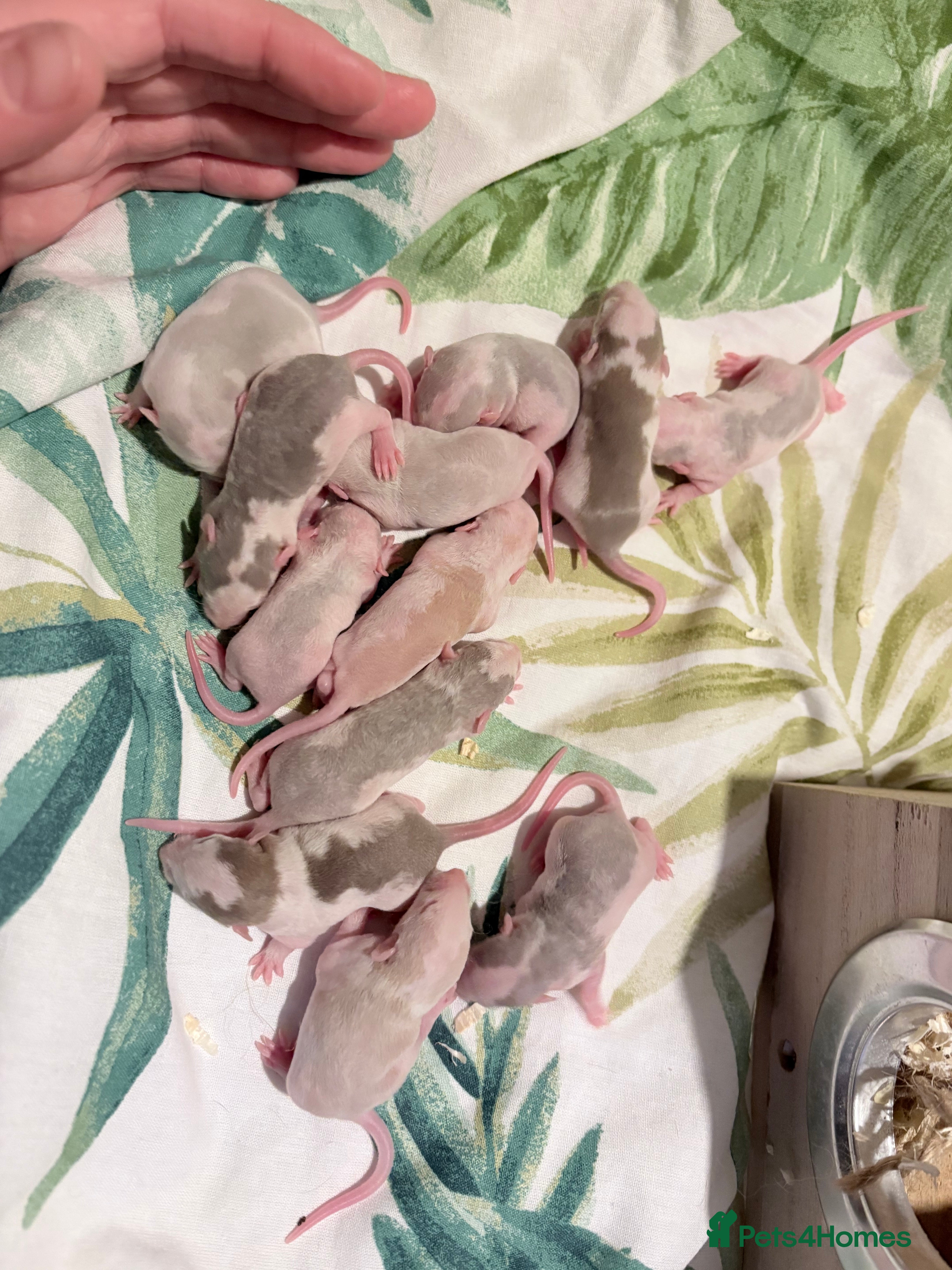 Rat rodents 12 dumbo husky rats - Advert 2