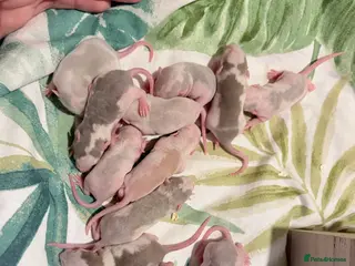 Rat rodents 12 dumbo husky rats - Advert 2