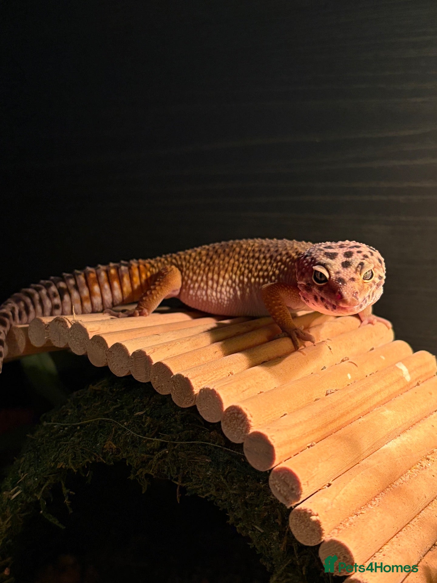 Leopard Gecko reptiles for sale: Beautiful Leopard Geko & Full set up - Advert 1