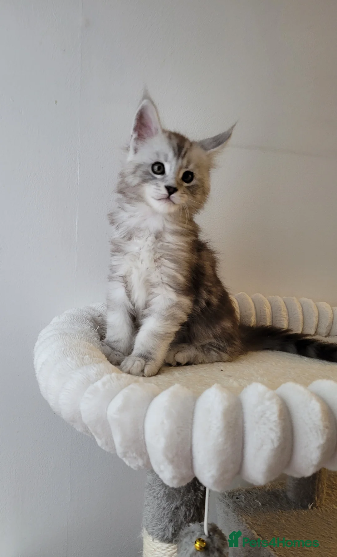 Maine Coon cats for sale: Tica registered Maine coon kittens  - Advert 8