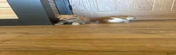 Mixed Breed cats for sale: Healthy Domestic Housecats, Father Unknown - Advert 5