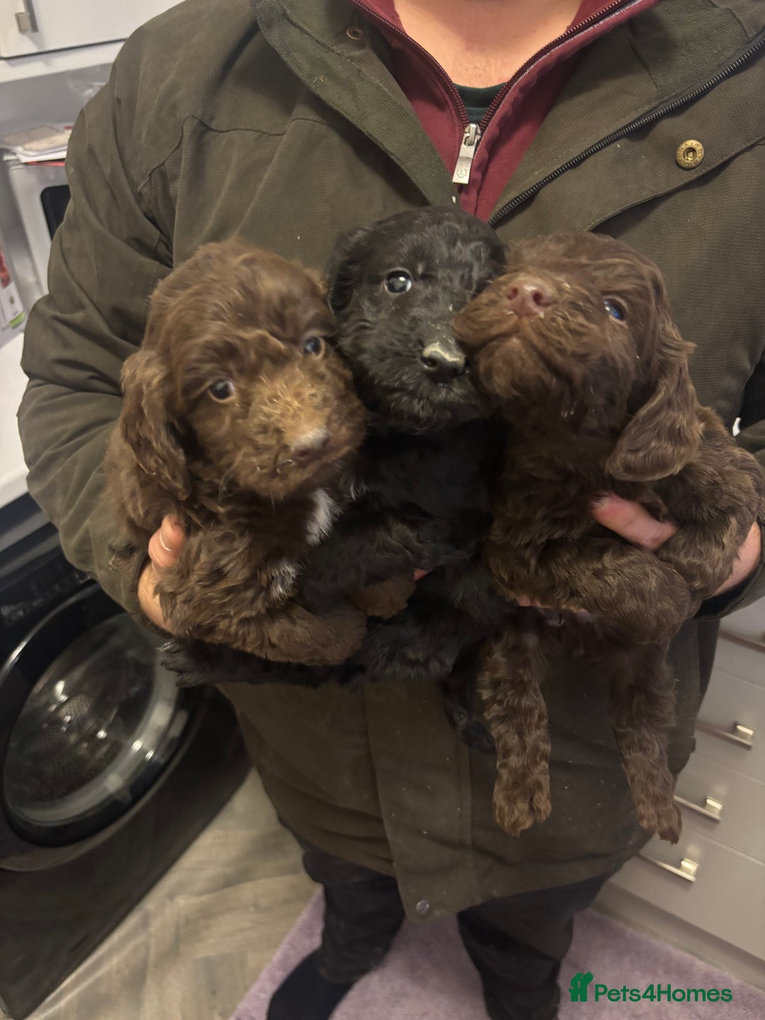 Cockapoo dogs for sale: Cockapoo puppies  - Advert 3