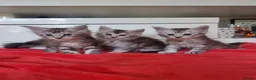 Maine Coon cats for sale: Active Tica Reg Maine Coone Kittens  - Advert 2