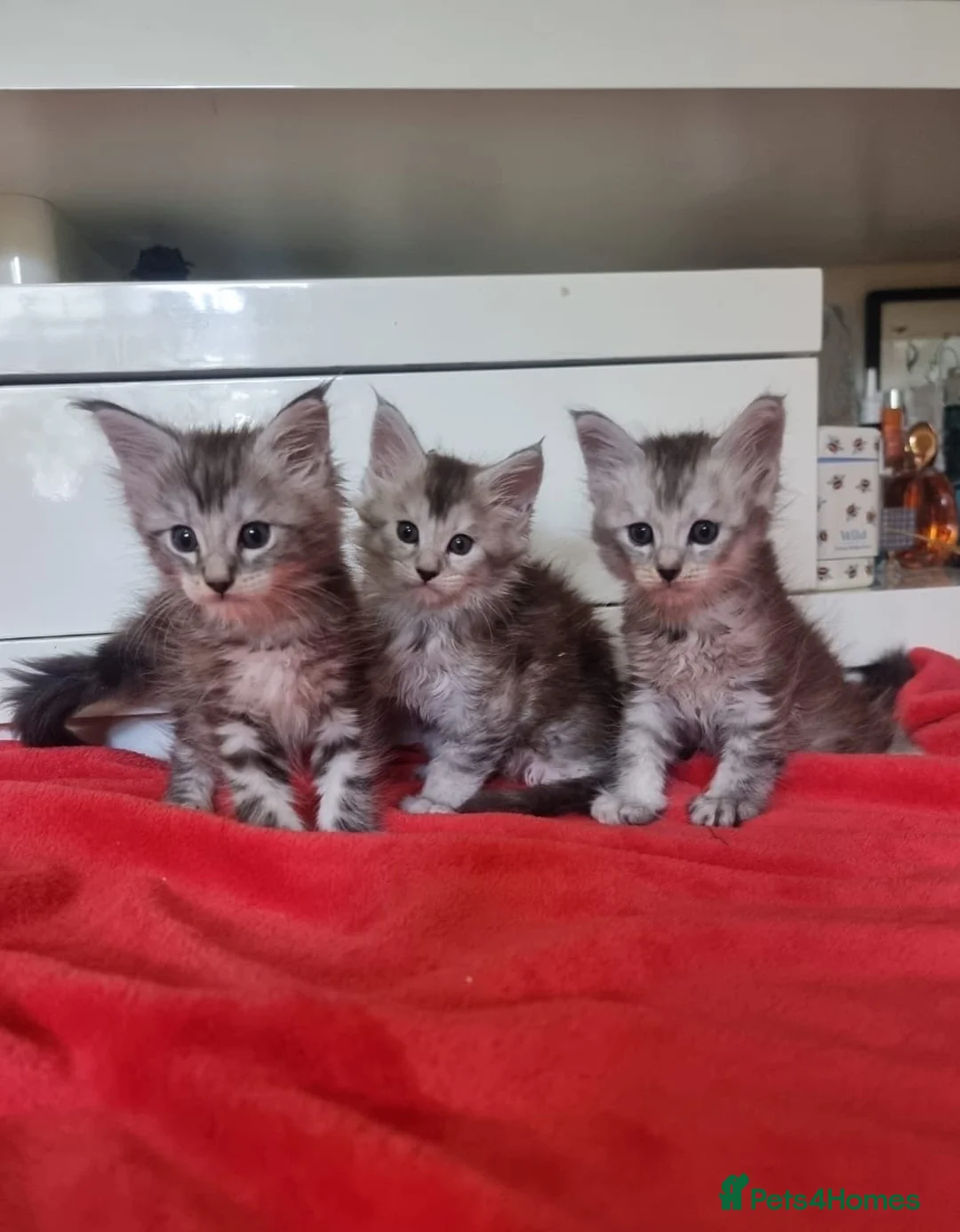 Maine Coon cats for sale: Active Tica Reg Maine Coone Kittens  - Advert 2