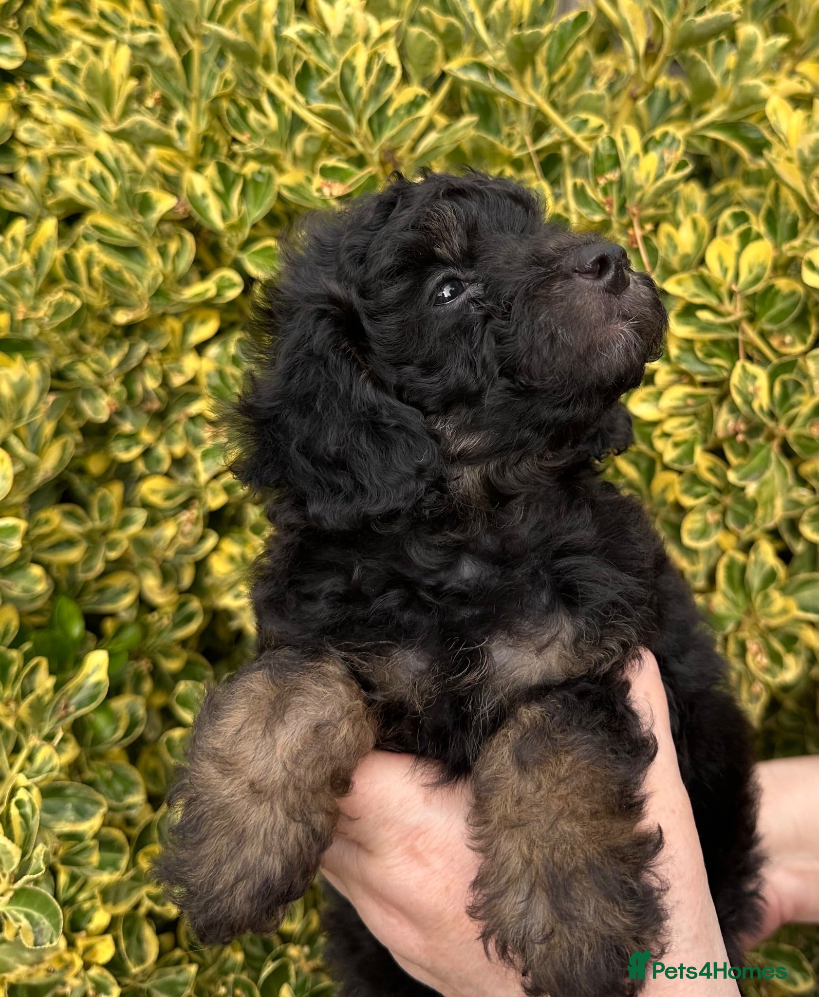 Toy Poodle dogs Adorable Kennel Club Reg toy poodle girl puppies - Advert 2