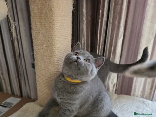British Shorthair cats Gccf British shorthair kittens champion lines 🏆 - Advert 7