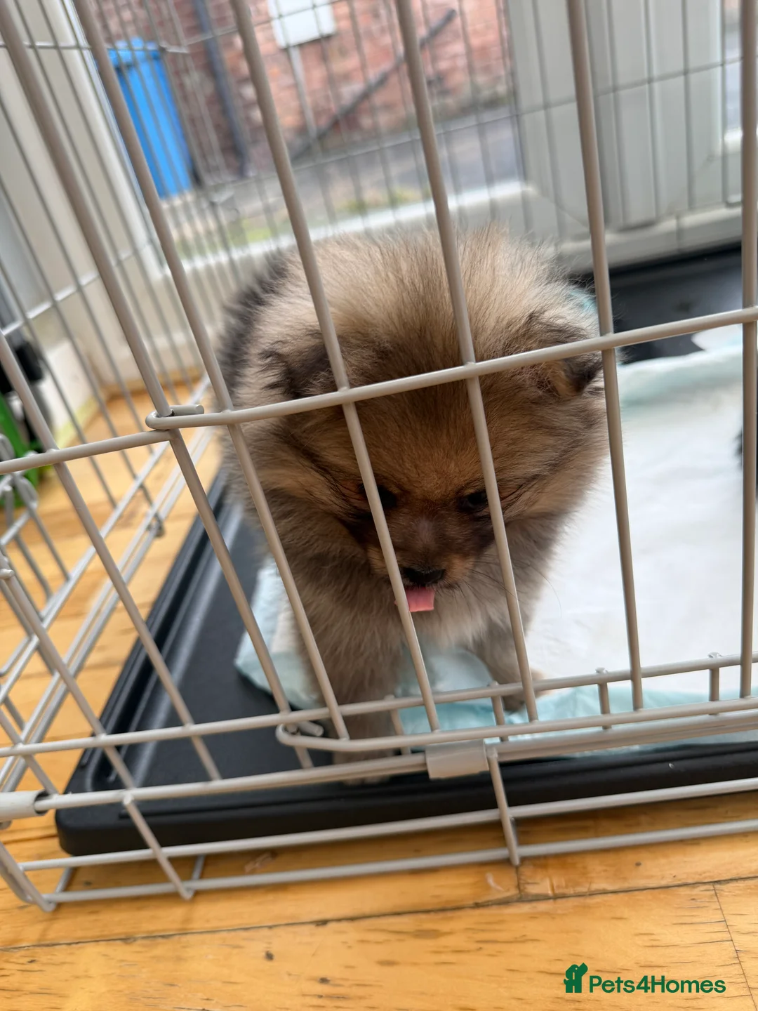 Pomeranian dogs for sale: puppy - Advert 6