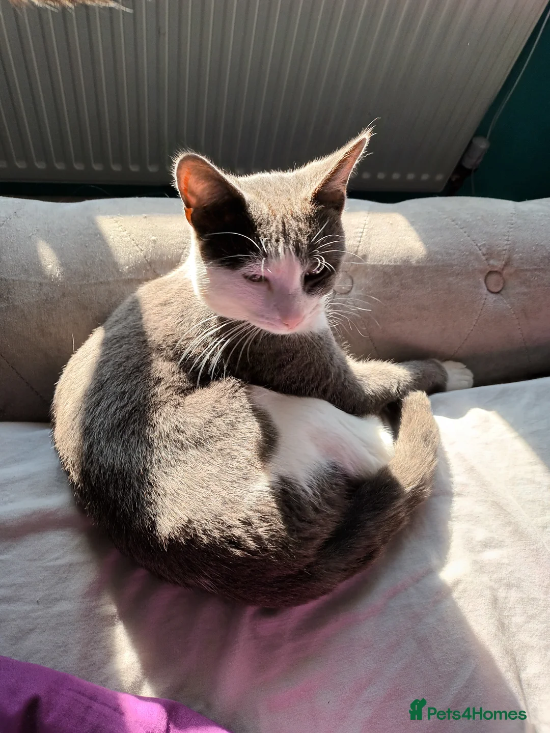 Bengal cats for sale: Russian Blue/Bengal cross kittens - Advert 9