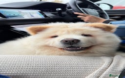 Chow Chow dogs for adoption: Adorable Elsa is ready for her Forever Home!  - Image 2