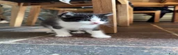 Ragdoll cats for sale: ✨Stunning Ragdoll cross  - Advert 4