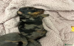 Dachshund dogs for sale: Dachshunds puppies  - Image 12