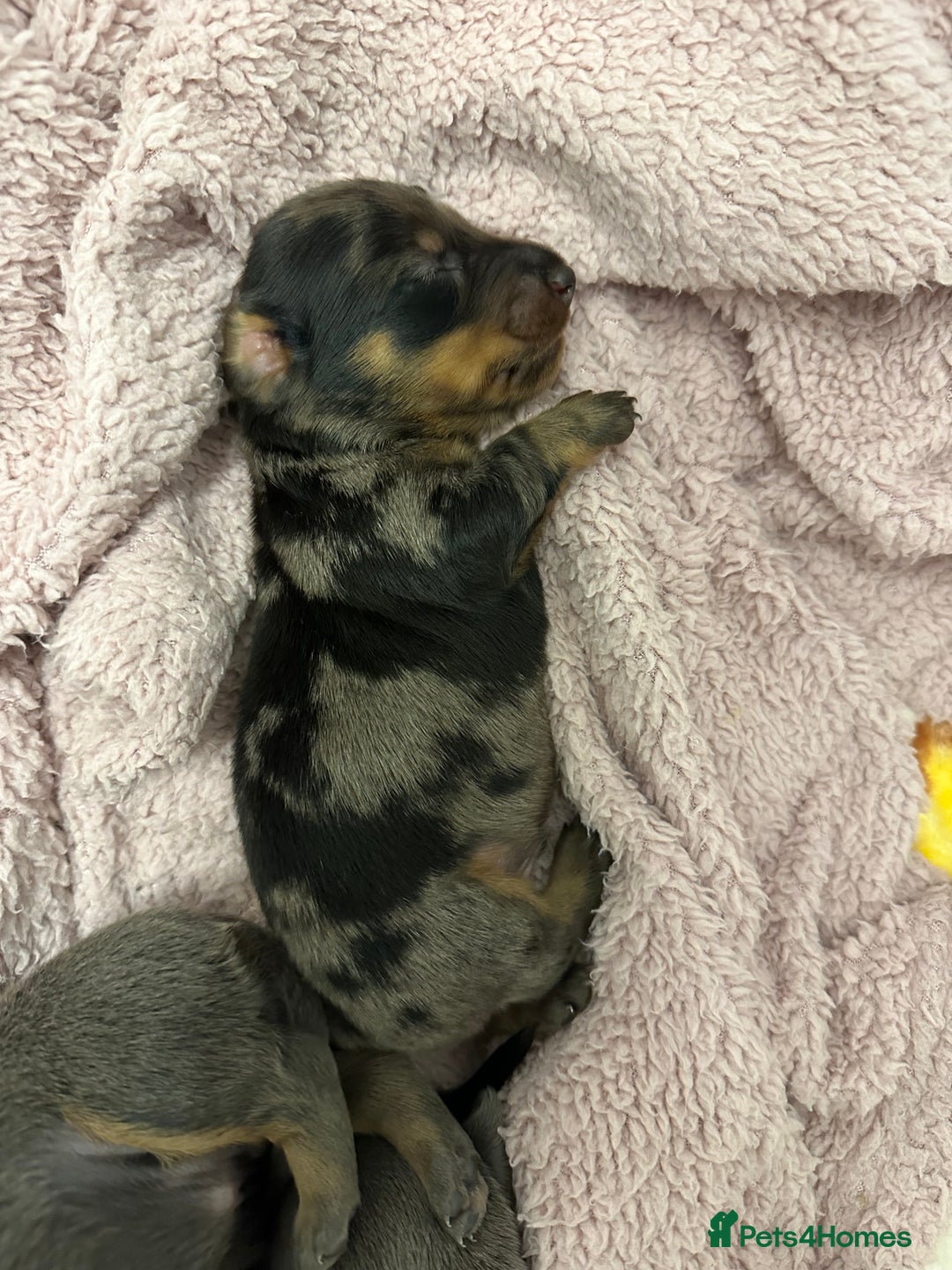 Dachshund dogs for sale: Dachshunds puppies  - Image 12