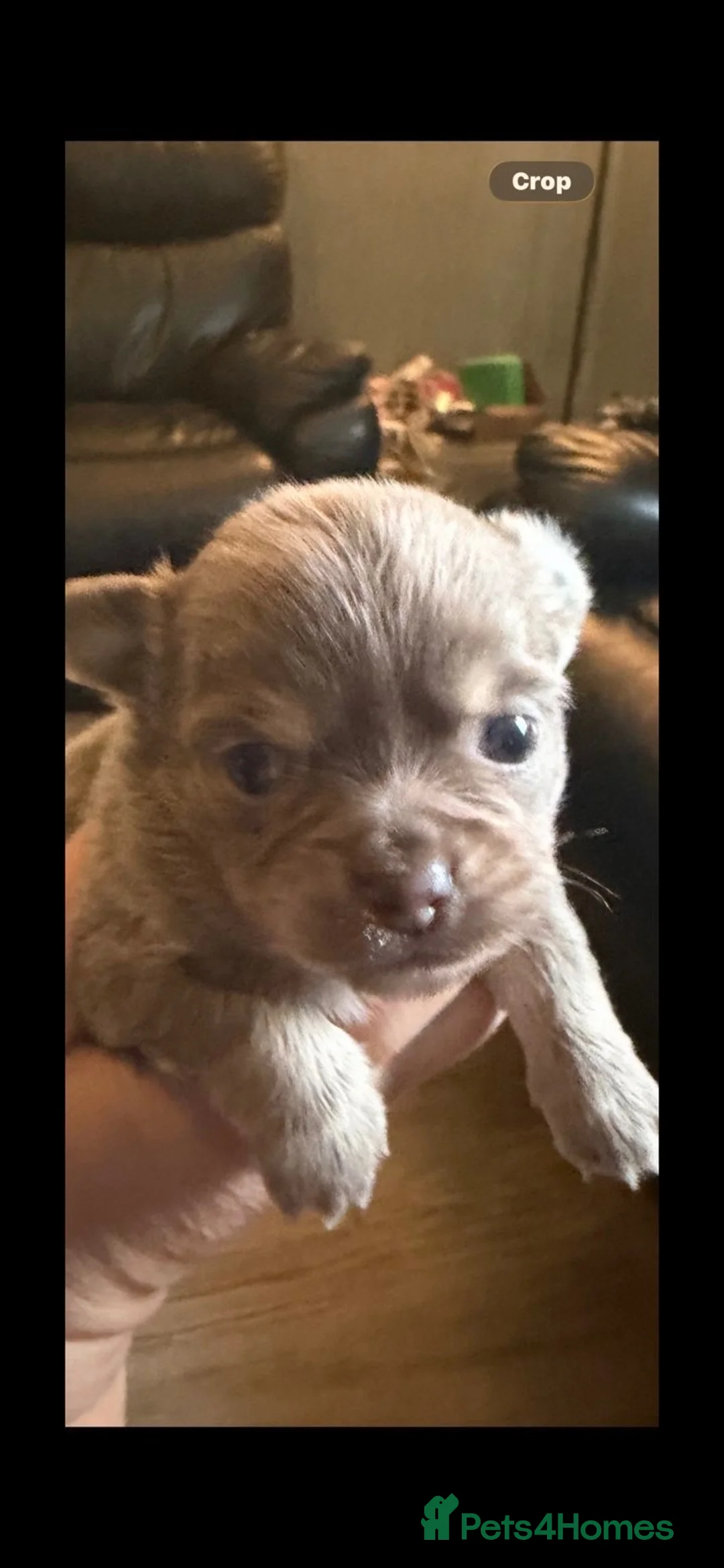Chihuahua dogs for sale: Puppy’s for sale  in Blackpool - Advert 2