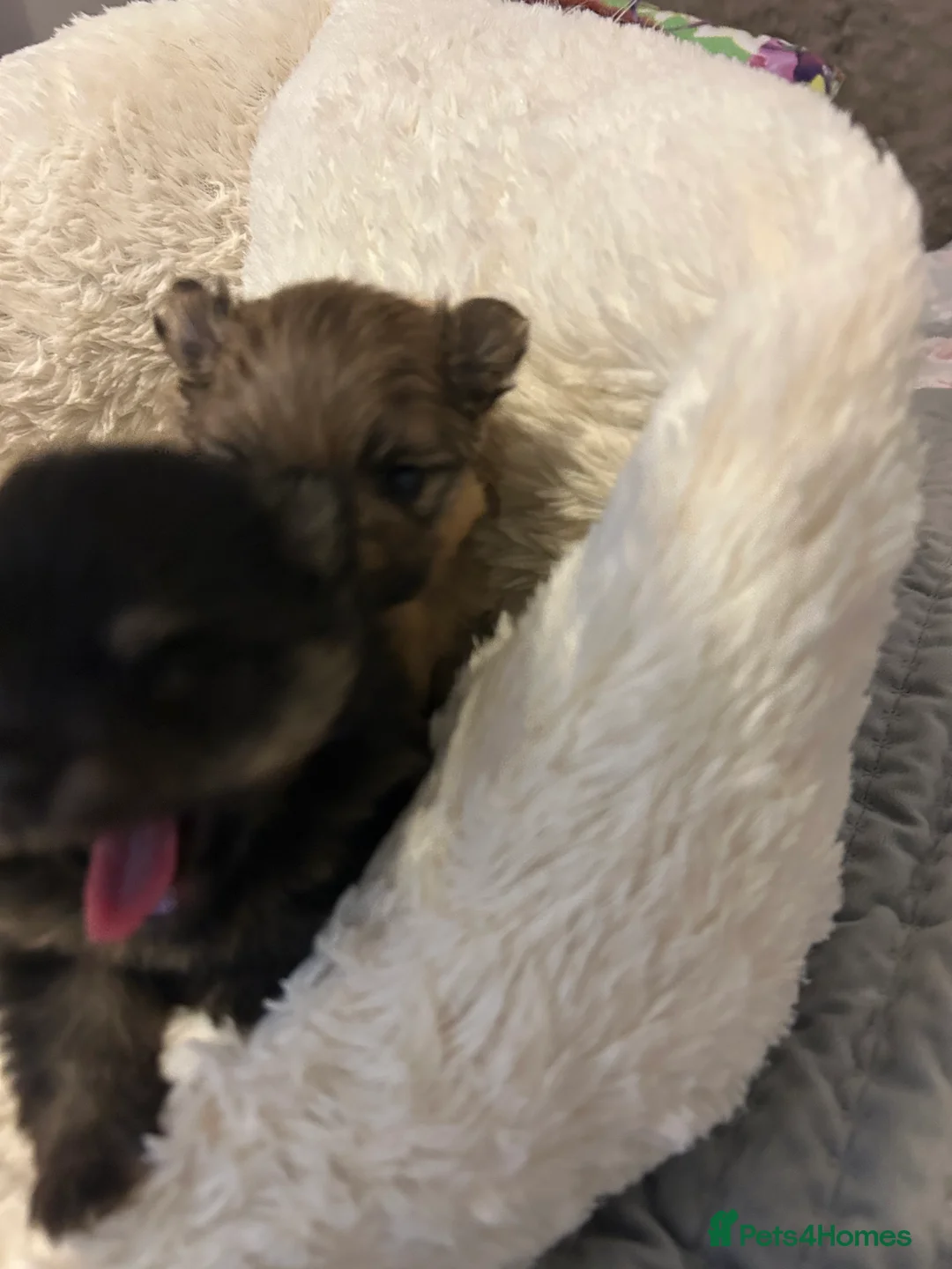 Pomeranian dogs for sale: Two little stunners - Advert 6