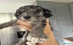 Cockapoo dogs for sale: Gorgeous cockapoo puppies  - Advert 3